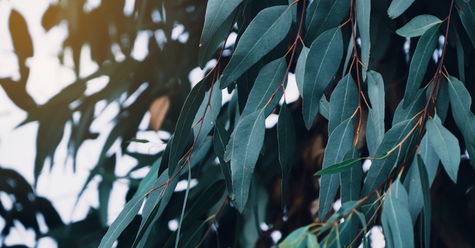 Counselling Services